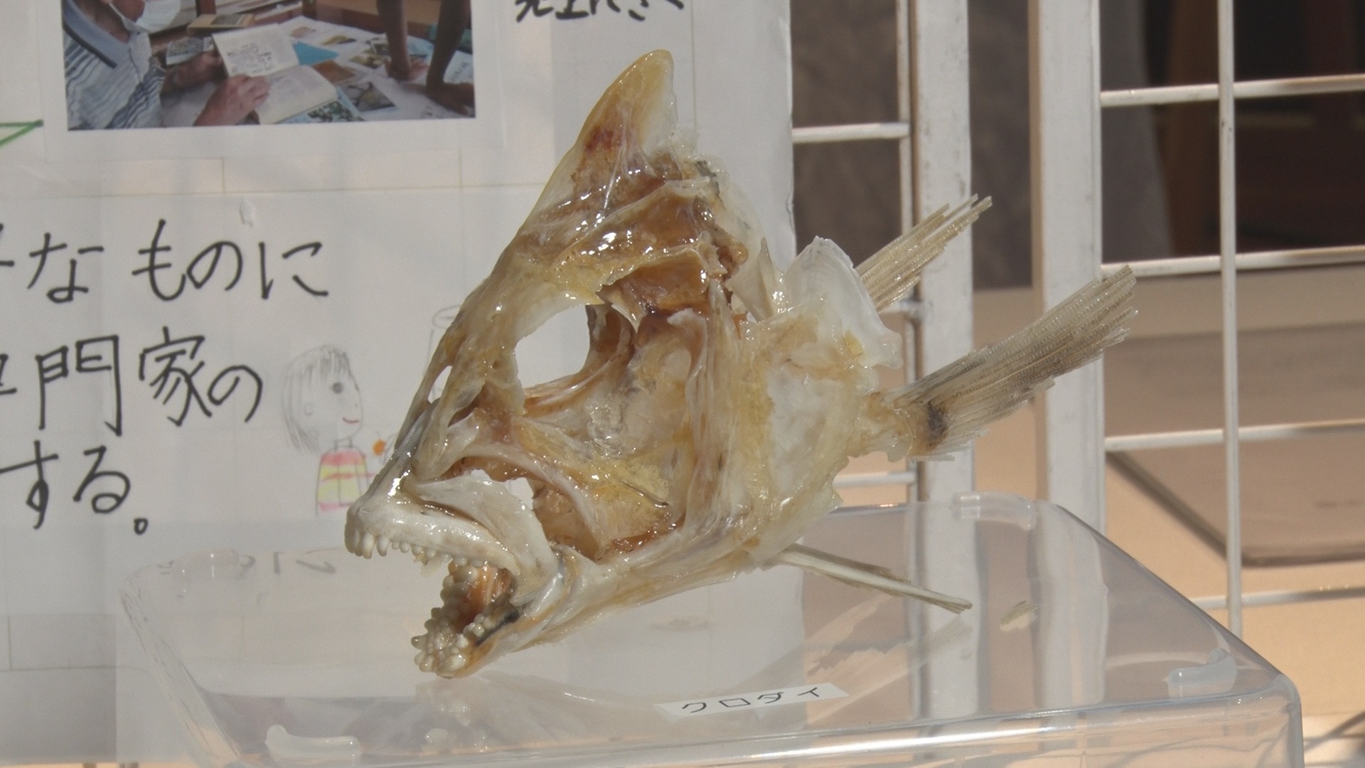 魚の骨の標本