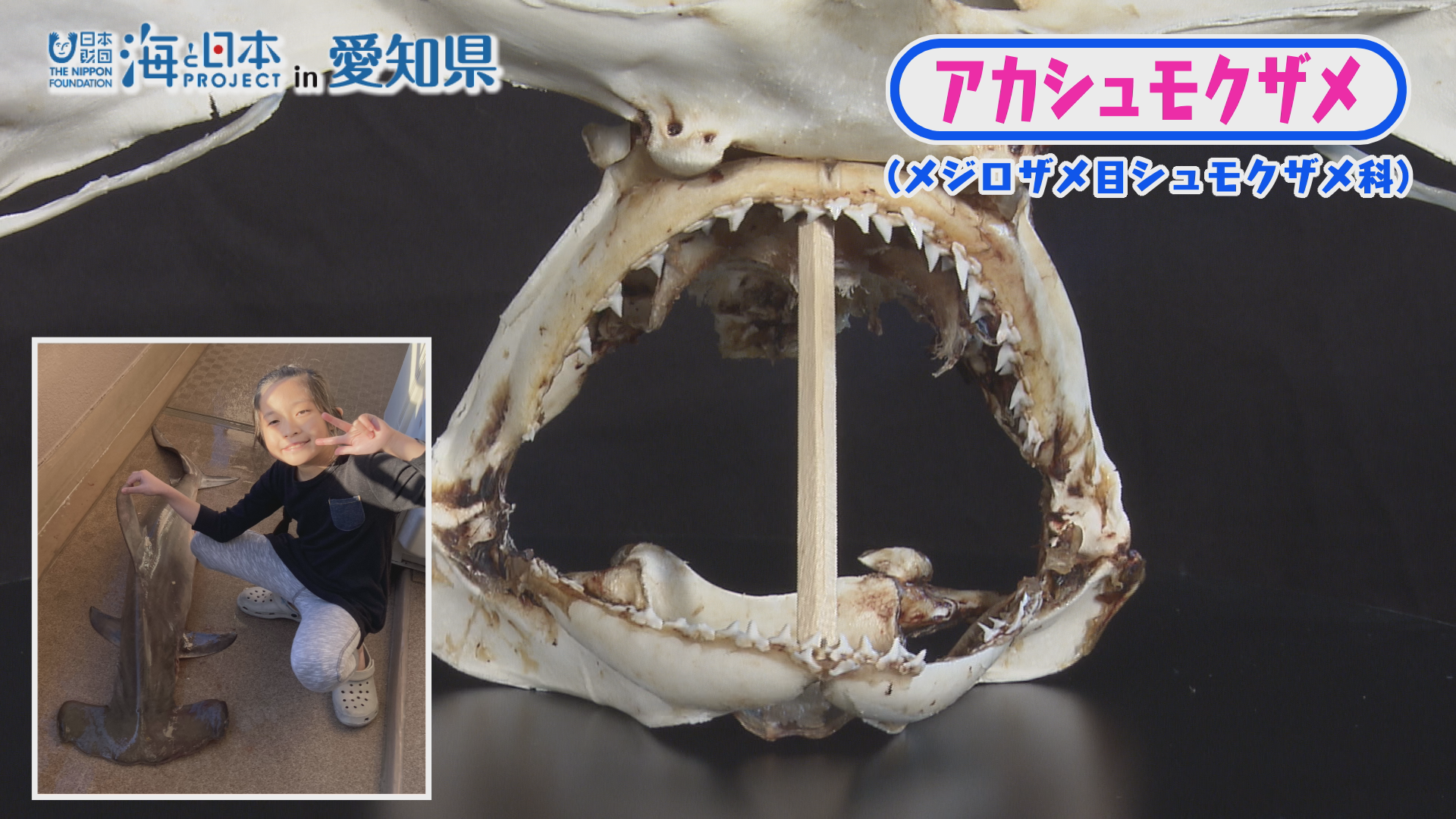 アカシュモクザメの骨格標本