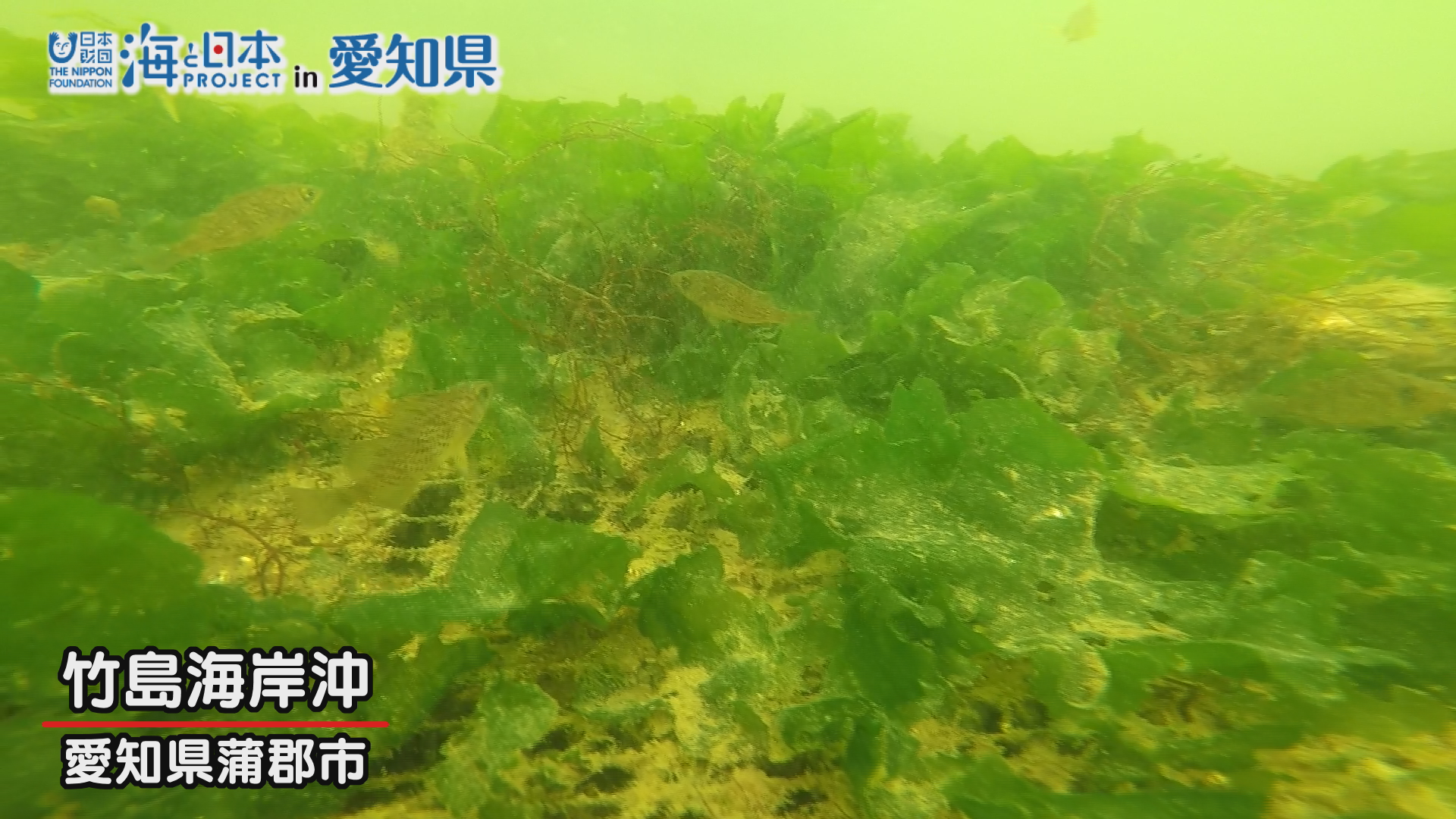 海の中の海藻
