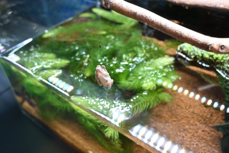 ヒガシニホンアマガエル