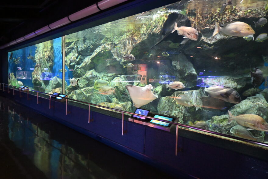水族館の大水槽。たくさんの魚が泳いでいる