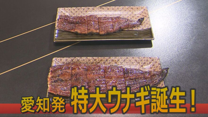 愛知発！2倍の大きさ　”特大ウナギ”誕生！