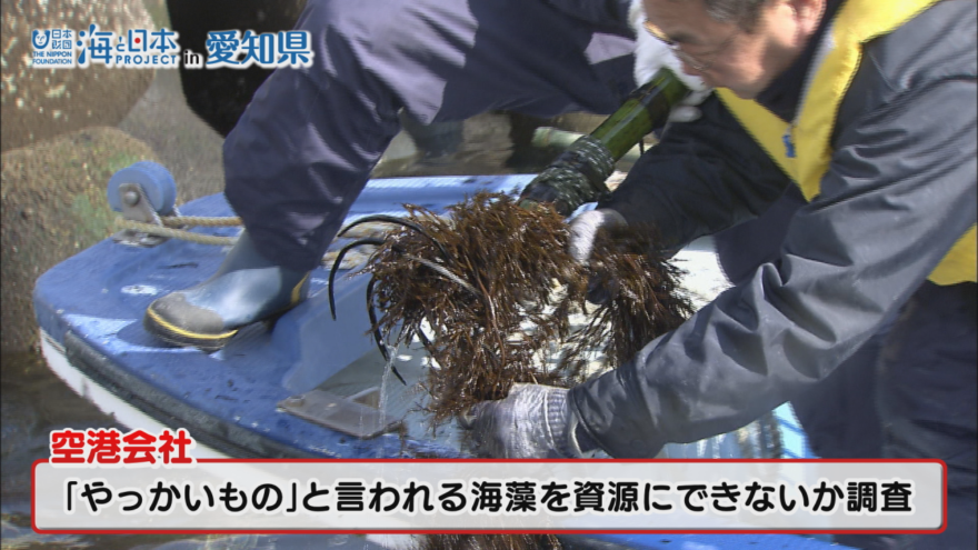 海の嫌われものが人気名物に！アカモクとは！？