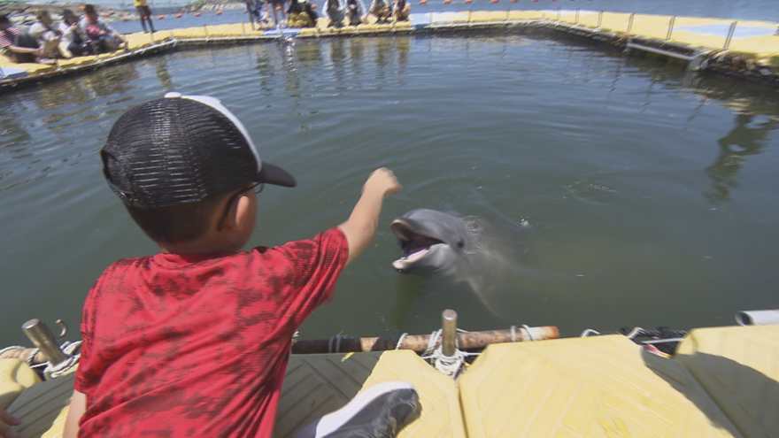 イルカのいるきれいな海を守ろう！愛知・日間賀島でイルカとふれあいイベント