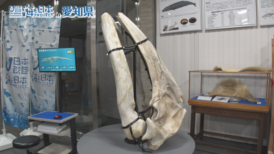 絶滅危惧種の「コククジラ」の骨格標本を展示！　骨格の3D映像も楽しめる　東京海洋大学