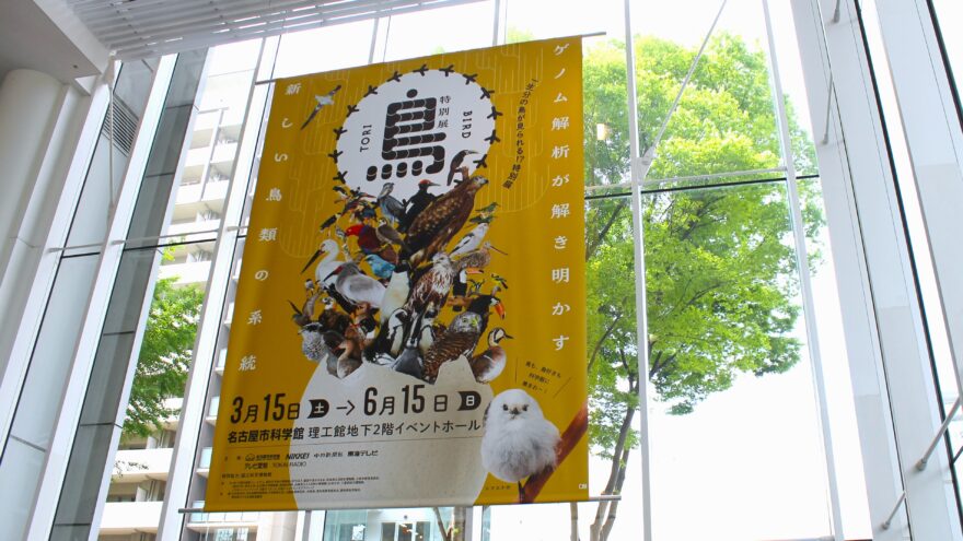 名古屋市科学館で開催中の「鳥展」　藤前干潟に飛来する水鳥の標本も展示！