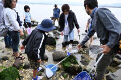 蒲郡・竹島の海岸周辺で、ウナギの稚魚やヨウジウオを発見！「三河湾の生きもの観察会」