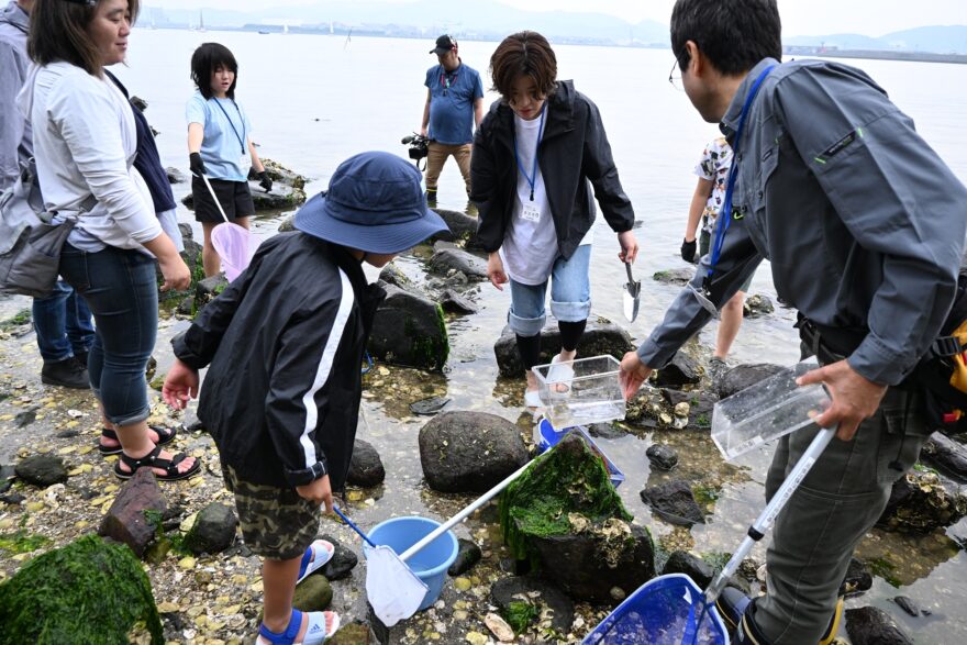 蒲郡・竹島の海岸周辺で、ウナギの稚魚やヨウジウオを発見！「三河湾の生きもの観察会」