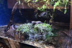 水はどこから流れてくる？碧南海浜水族館の特別展「源流をたどる 水はどこからやってくる？」を見学！