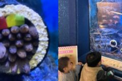 ぎょぎょぎょ!!!マアナゴの恵方巻で福を呼ぼう!