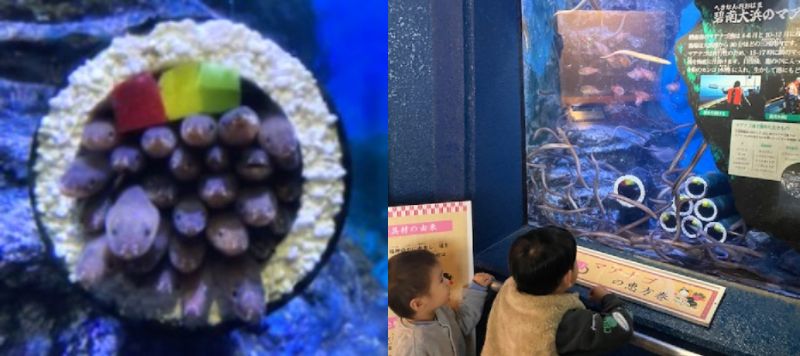 ぎょぎょぎょ!!!マアナゴの恵方巻で福を呼ぼう!